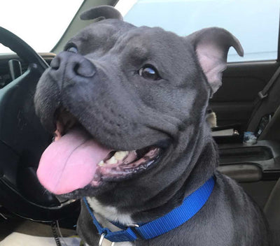 Meet Chase C9's Blue Nose Pit